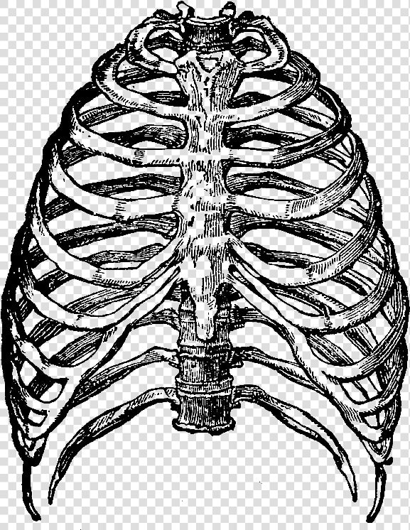 Skeleton Rib Cage Png  Transparent PngTransparent PNG