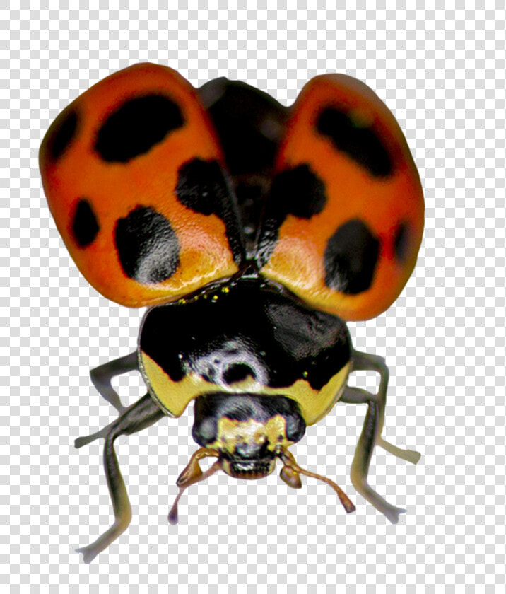 Ladybug Ready To Fly   Ladybug  HD Png DownloadTransparent PNG