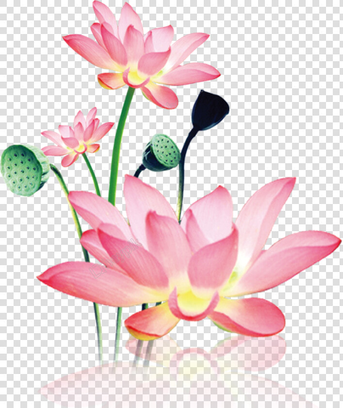 Hand Painted Decorative Free Png Download   Lotus Png  Transparent PngTransparent PNG