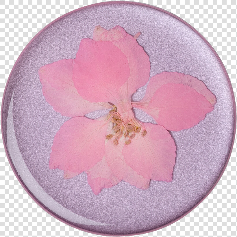 Popsocket Pressed Flower Delphinium Pink  HD Png DownloadTransparent PNG