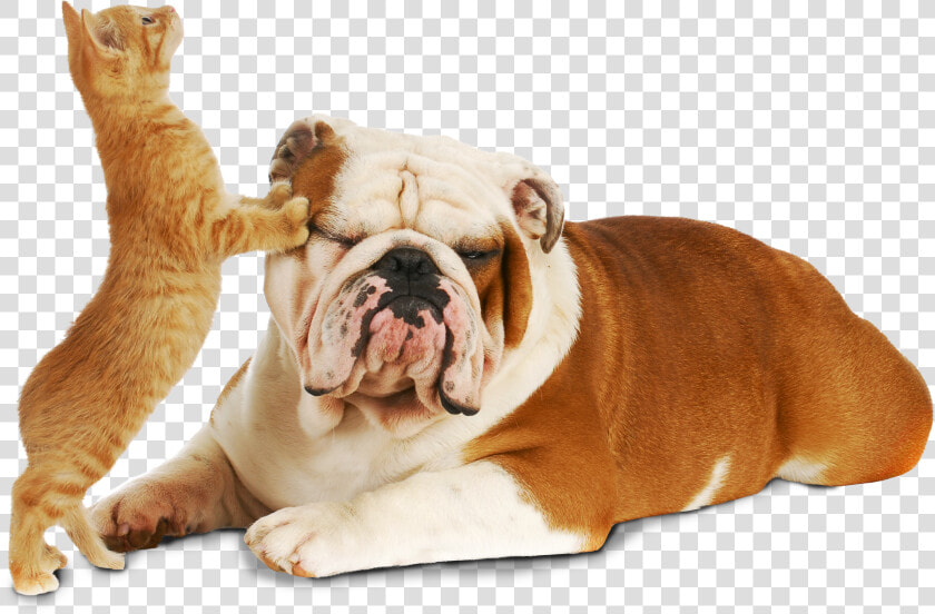 Cat And Dog   Cute Pics Of Dogs And Cats  HD Png DownloadTransparent PNG