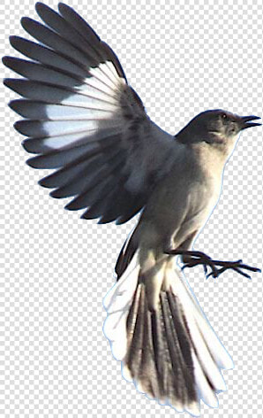 Mockingbird Png  Transparent PngTransparent PNG