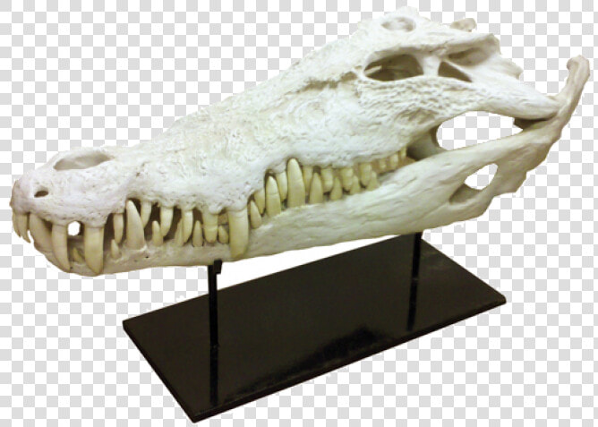 Alligator title Alligator  HD Png DownloadTransparent PNG