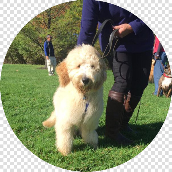 Doggie Inn Testimonial   Labradoodle  HD Png DownloadTransparent PNG