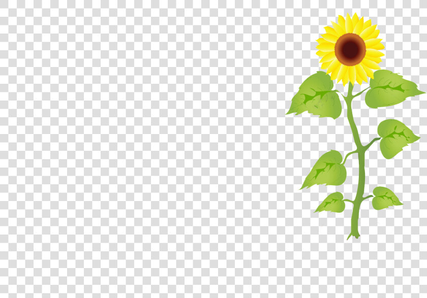 Transparent Growing Plant Clipart   Crecimiento De Los Girasoles  HD Png DownloadTransparent PNG