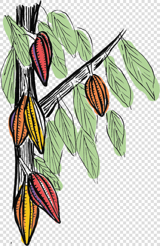 Cacao Pods Growing On The Tree Graphics   Marcas Chocolate Bean To Bar  HD Png DownloadTransparent PNG