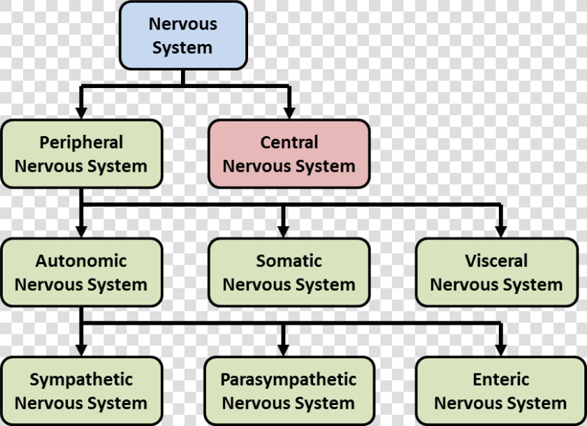 Components Of The Nervous System   Nervous System Types Diagram  HD Png DownloadTransparent PNG