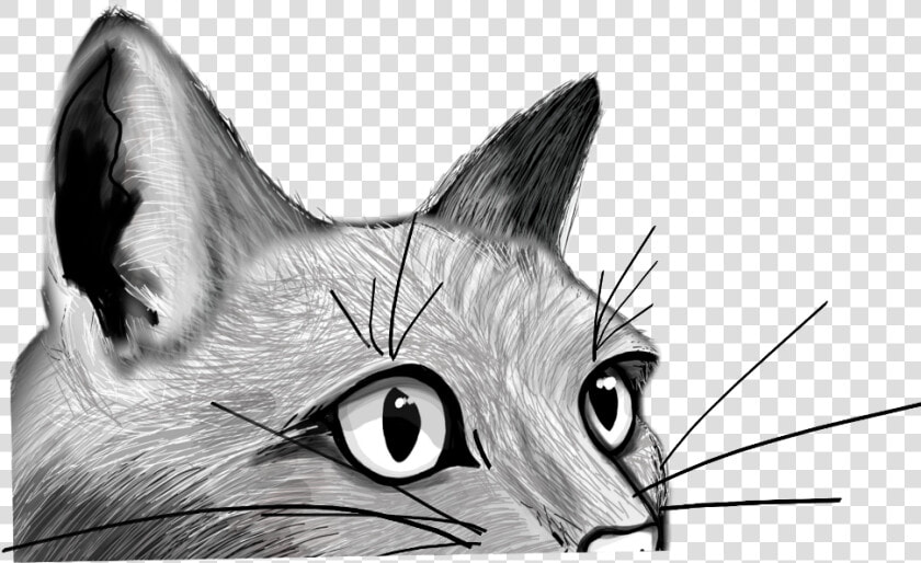  cat  peeking  feline  face  kitty  lurking  drawing   Domestic Short haired Cat  HD Png DownloadTransparent PNG