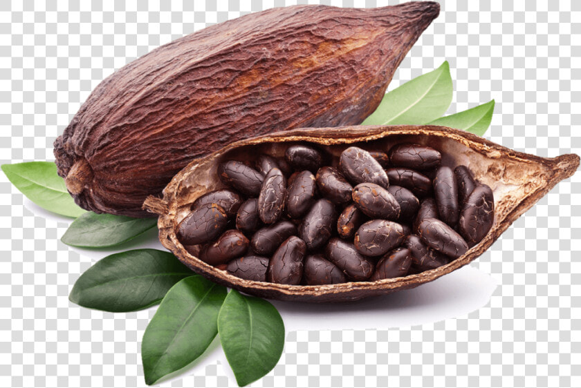 Download Cocoa Png Photos 105   Transparent Cocoa Png  Png DownloadTransparent PNG