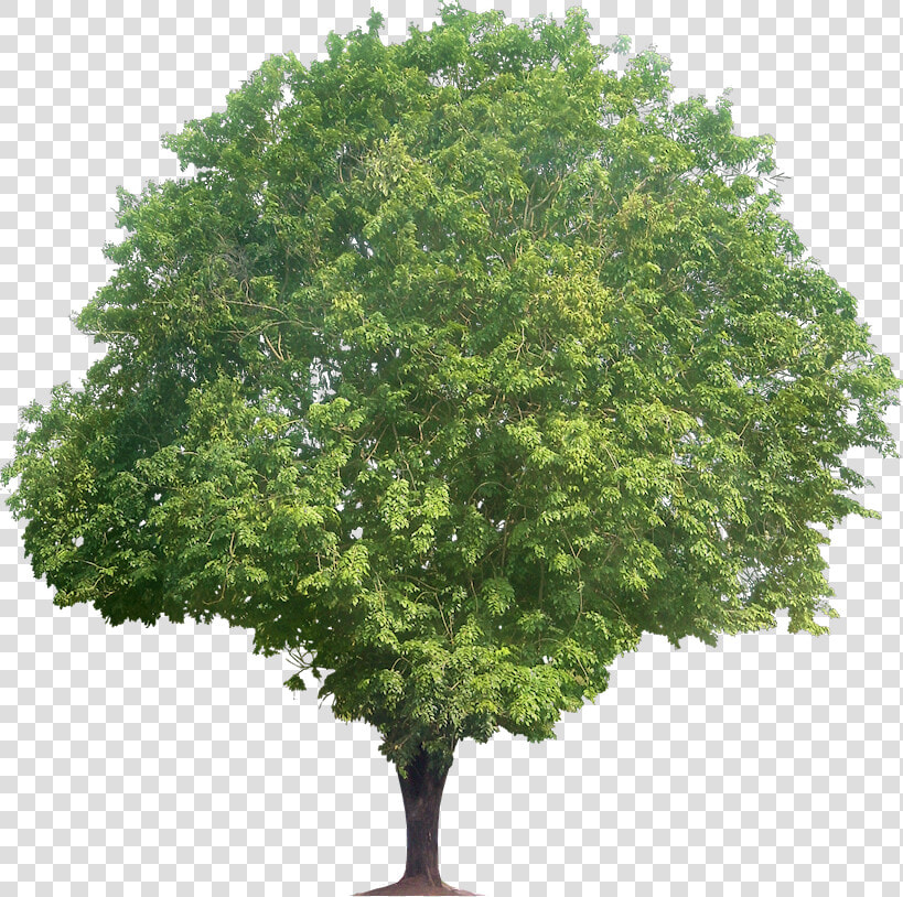 Sandalwood Tree  HD Png DownloadTransparent PNG