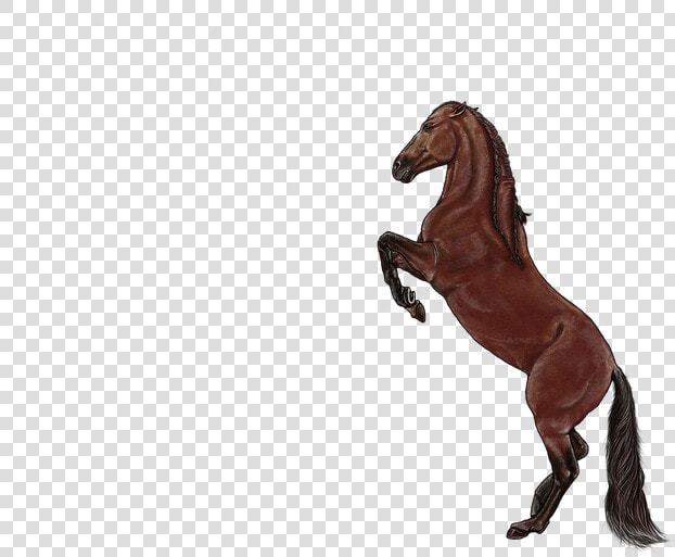 Horse  Brown  Animal  Standing  Mammal   Stallion  HD Png DownloadTransparent PNG