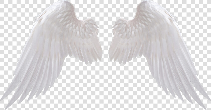 Angel Wings Png   Transparent Background Angel Wings Png  Png DownloadTransparent PNG