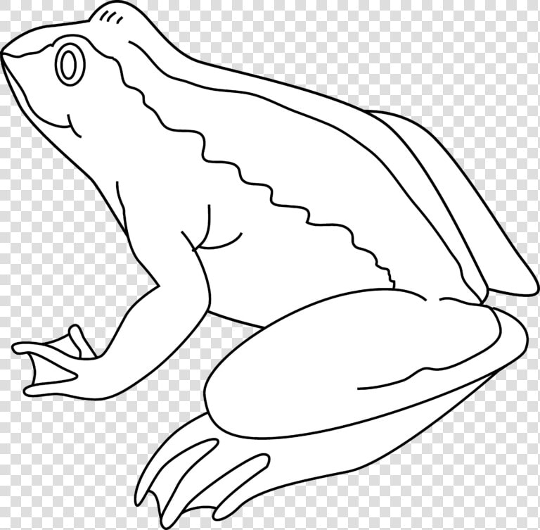 Frog Black And White Frog Clipart Black And White   Frog Outline Black And White Clipart  HD Png DownloadTransparent PNG