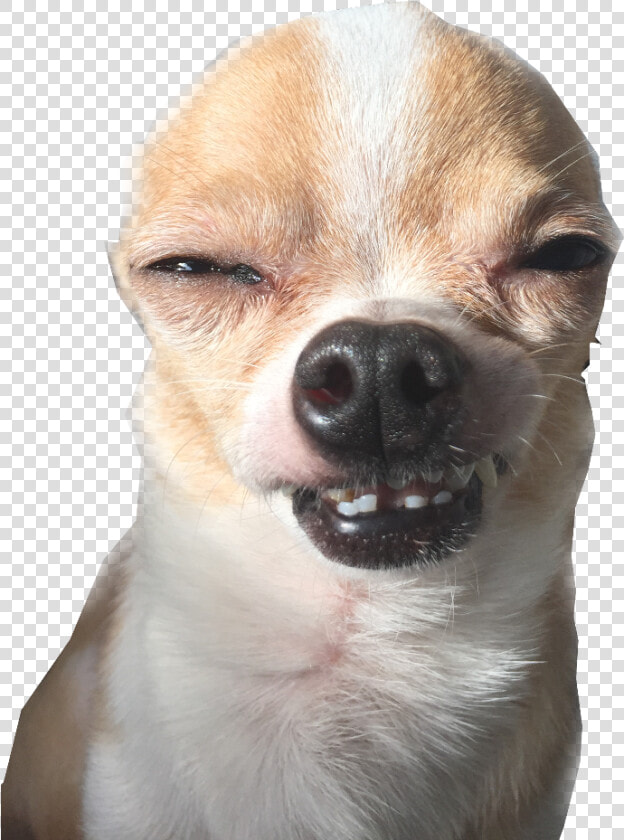 Noah Is Cool Remix Me  Make Noah Cool   Funny Smiling Chihuahua Png  Transparent PngTransparent PNG