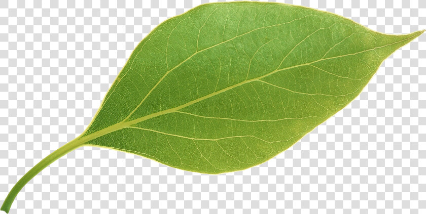 Apple Leaves apple Leaves Png Download  Transparent PngTransparent PNG