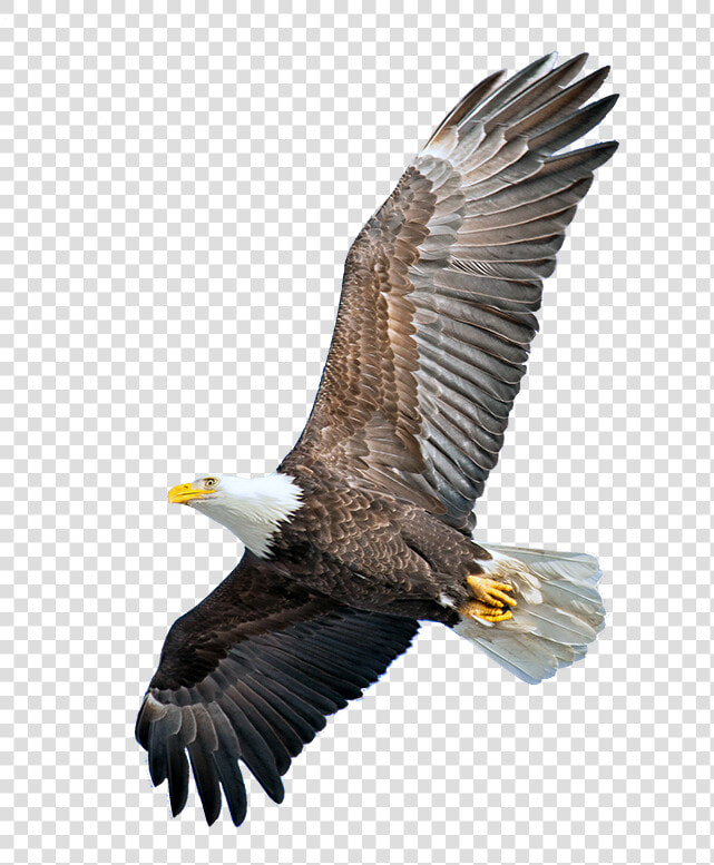 Soar  HD Png DownloadTransparent PNG