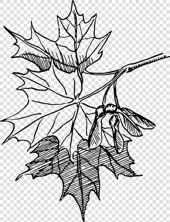 Dogwood Tree Drawing 18  Buy Clip Art   Maple Leaf Line Art  HD Png DownloadTransparent PNG