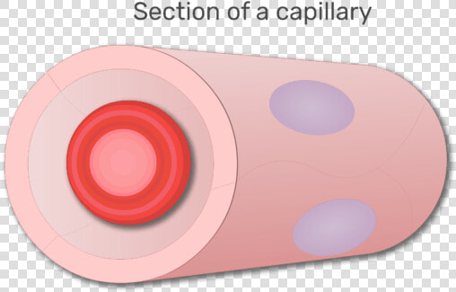 A Red Blood Cell In A Section Of Capillary Animation   Circle  HD Png DownloadTransparent PNG