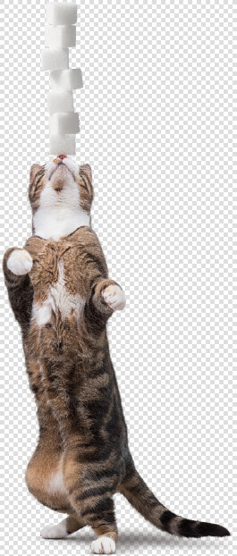 Inner Cat   Cat Yawns  HD Png DownloadTransparent PNG