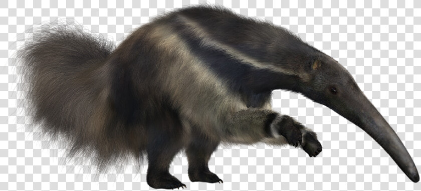 Anteater Png  Transparent PngTransparent PNG