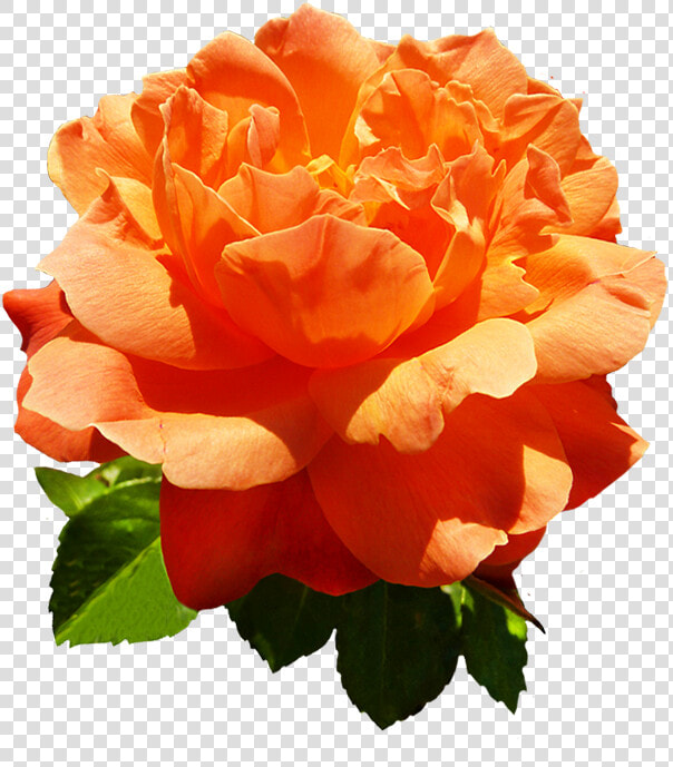 Head Of Orange Rose Flower   Orange Rose Flower Png  Transparent PngTransparent PNG