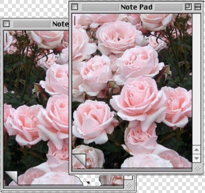  computer  pink  flowers  pinkaesthetic  aesthetic   Hybrid Tea Rose  HD Png DownloadTransparent PNG