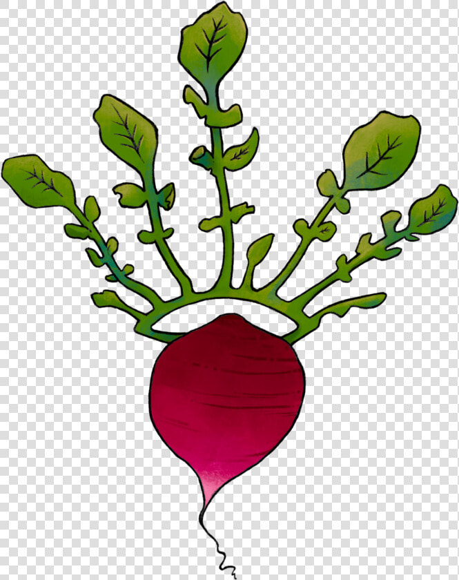 Illustration Of A Radish With A Leaf Crown  HD Png DownloadTransparent PNG