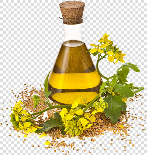 Canola Oil Made  HD Png DownloadTransparent PNG