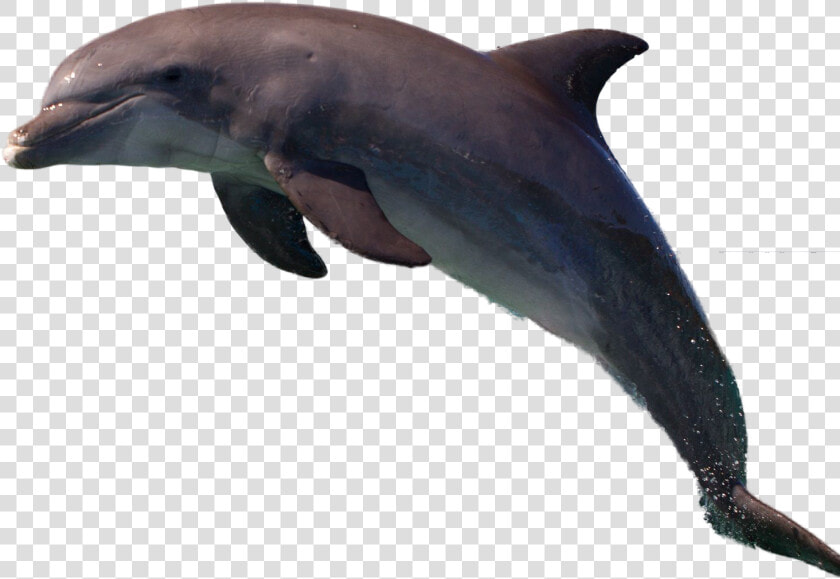 Dolphin Png Image   Common Bottlenose Dolphin  Transparent PngTransparent PNG