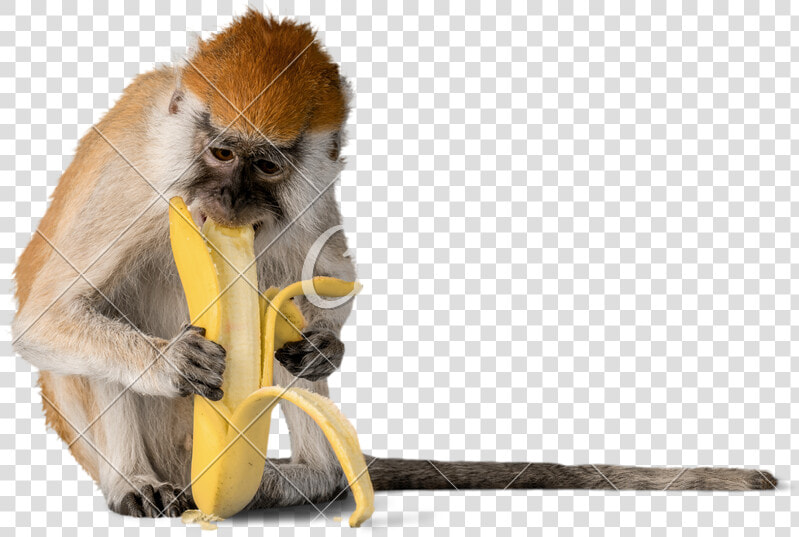 Monkey Banana Photos By Canva   Monkey Banana Eat Png  Transparent PngTransparent PNG