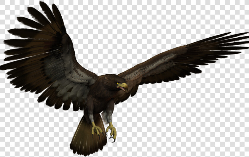 Black Eagle Flying Clipart   Png Download   Flying Black Eagle  Transparent PngTransparent PNG