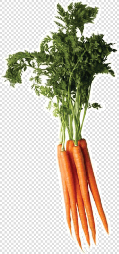 Carrot Png Image   Carrot Png Top  Transparent PngTransparent PNG