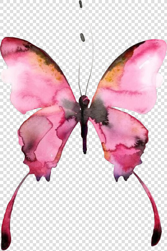  butterfly  watercolor  picture  pilikfrosya  freetoedit   Butterfly Watercolor Art  HD Png DownloadTransparent PNG