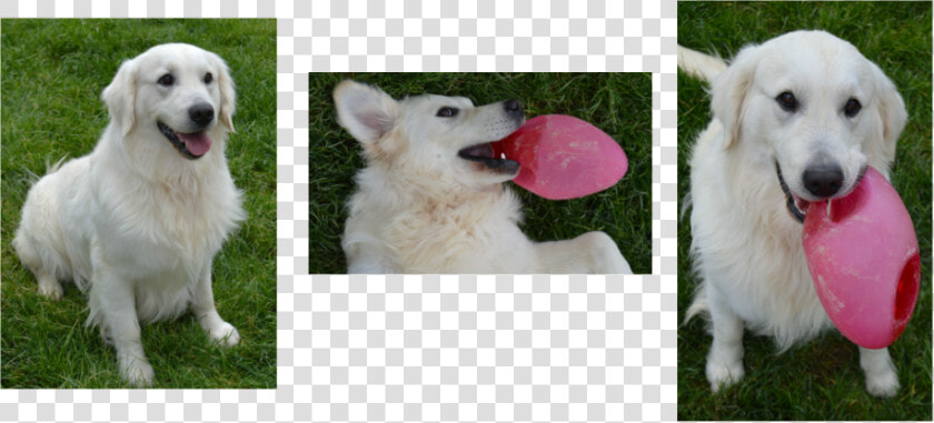 Picture   Berger Blanc Suisse  HD Png DownloadTransparent PNG