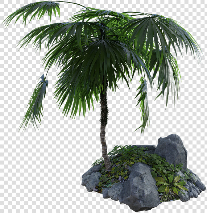 Tropical  Palm  Tree  Rocks  Grass  Summer  Nature   Palm Tree On A Rock Png  Transparent PngTransparent PNG