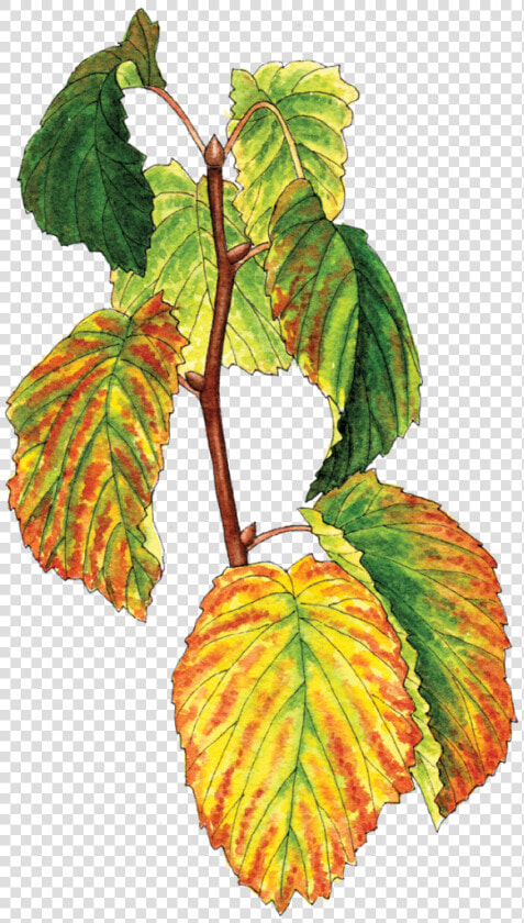 Illustration By Helen Krayenhoff   Slippery Elm  HD Png DownloadTransparent PNG