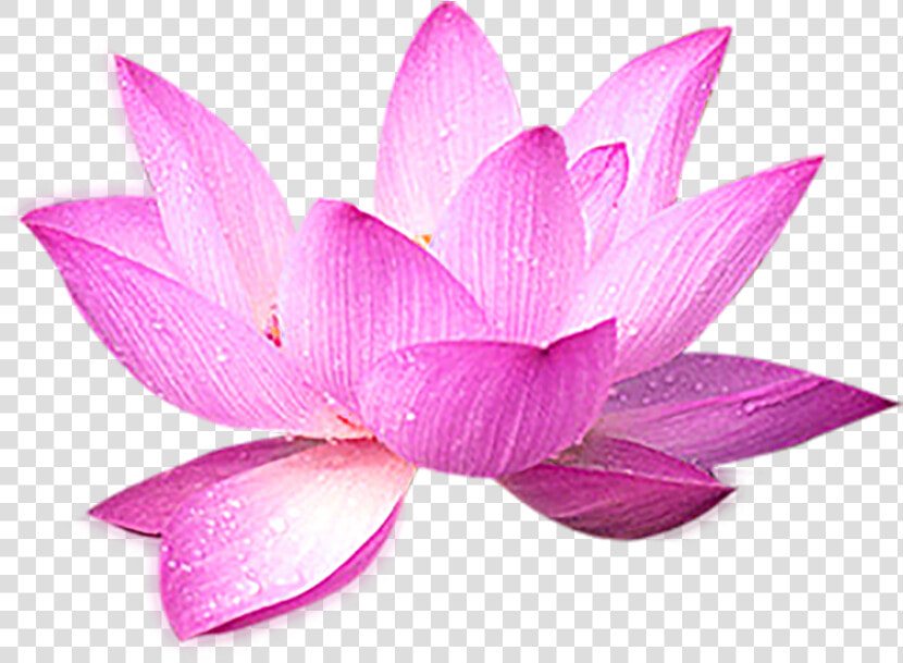 Nelumbo Nucifera Computer File   Лотос Png  Transparent PngTransparent PNG