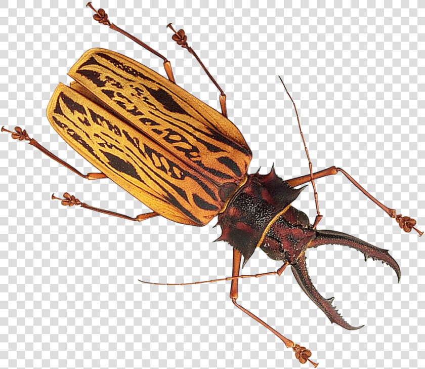 Transparent Insect Png   Insect Png  Png DownloadTransparent PNG