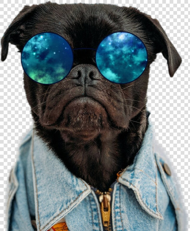  dog  dogs  cooldog  sunglasses  cute   Lazy Eye Pug Dog  HD Png DownloadTransparent PNG