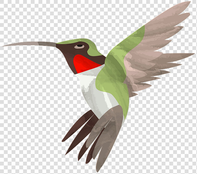 Ruby throated Hummingbird  HD Png DownloadTransparent PNG