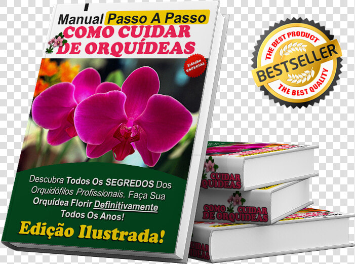 Cuidar De Orquideas   Moth Orchid  HD Png DownloadTransparent PNG