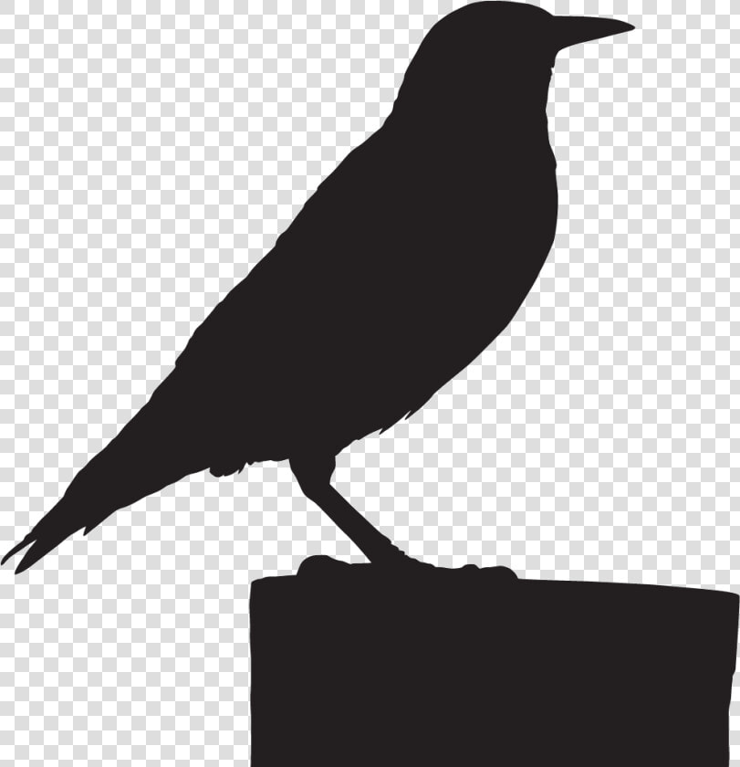 American Crow   Png Download   American Crow  Transparent PngTransparent PNG