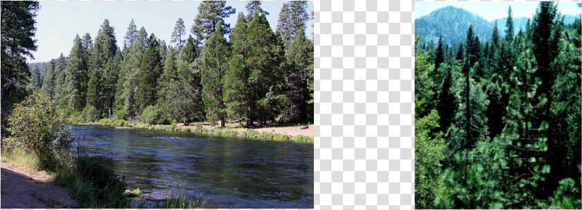 Picture   Climate Factors On Forest  HD Png DownloadTransparent PNG