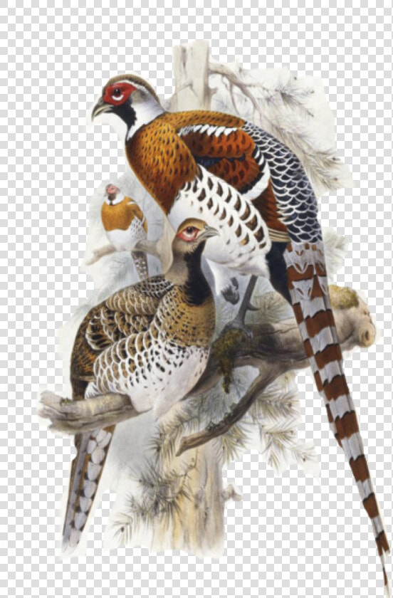  pheasant  birds  piroskab  freetoedit   Elliot  39 s Pheasant Print  HD Png DownloadTransparent PNG