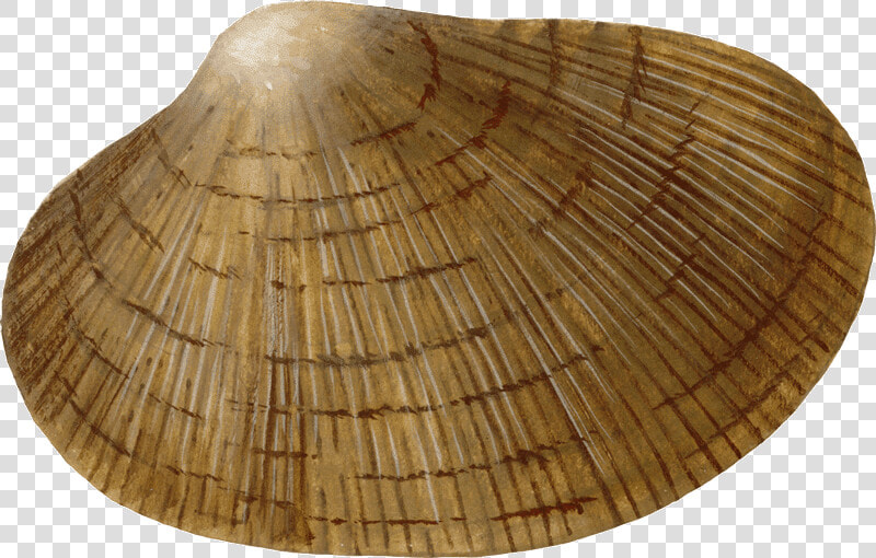 Baltic Clam  HD Png DownloadTransparent PNG