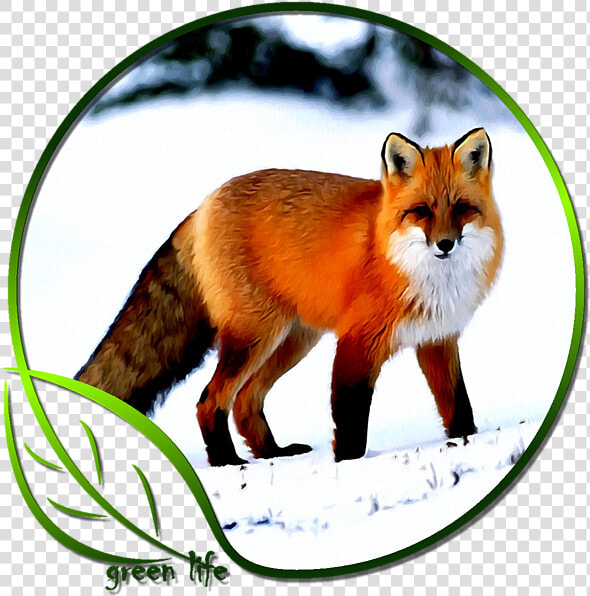 Really Pretty Fox  HD Png DownloadTransparent PNG