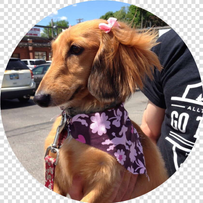 Dachshund   Companion Dog  HD Png DownloadTransparent PNG