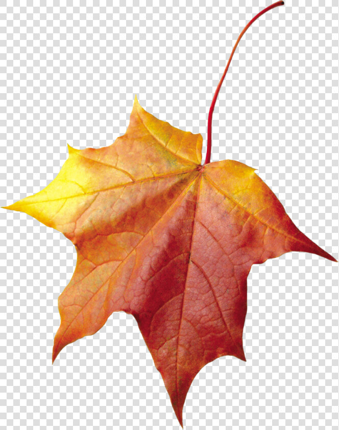 Autumn Leaves Background Leaf Transparent   Maple Leaf Cross Stitch Pattern  HD Png DownloadTransparent PNG