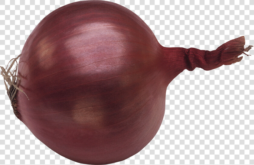 Onion Png Image   Single Onion Png  Transparent PngTransparent PNG