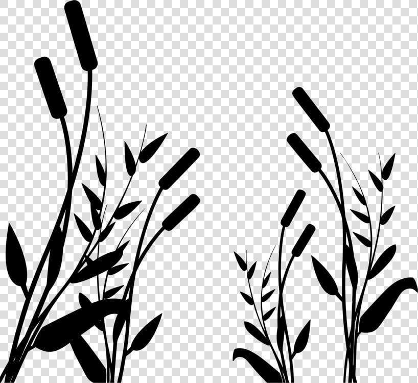 Botany plant flower   Силуэт Камыш Png  Transparent PngTransparent PNG